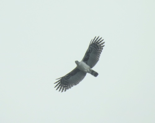 Grey-headed Kite
