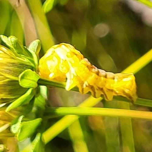 Goldenrod stowaway photo 4