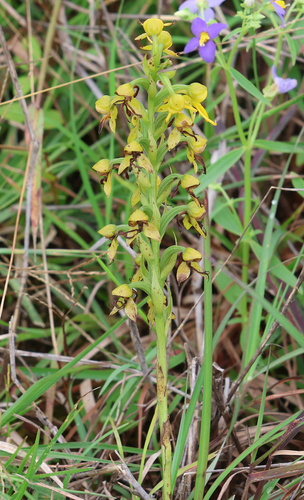 Habenaria marginata