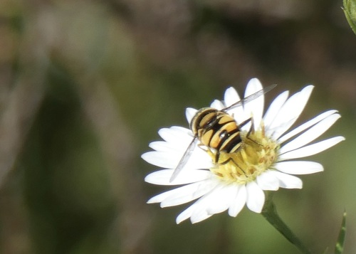 Unknown species found near Wisconsin, US