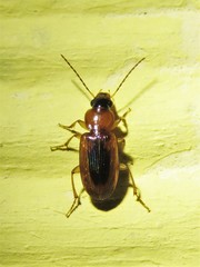 Stenolophus dissimilis