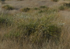 Nolina microcarpa