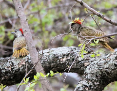 Campethera abingoni suahelica