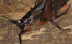 Exogryllacris ornata