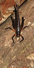 Exogryllacris ornata