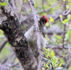 Campethera abingoni suahelica