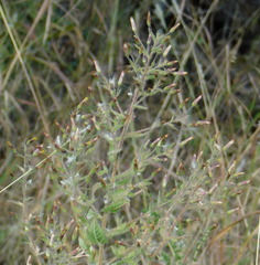 Brickellia amplexicaulis