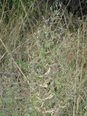 Brickellia amplexicaulis