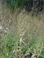 Brickellia amplexicaulis