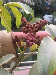 Magnoliopsida