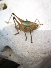 Alfredectes