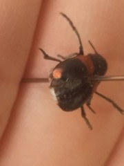 Megalostomis pyropyga