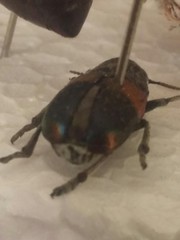 Megalostomis pyropyga