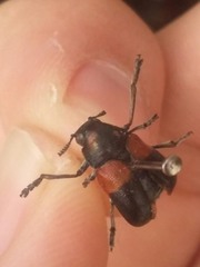 Megalostomis pyropyga