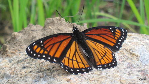 Watson's Gulf Coast Viceroy