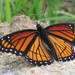 Watson's Gulf Coast Viceroy - Photo (c) Charles de Mille-Isles, some rights reserved (CC BY)