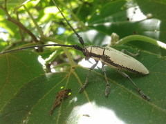 Deliathis imperatrix