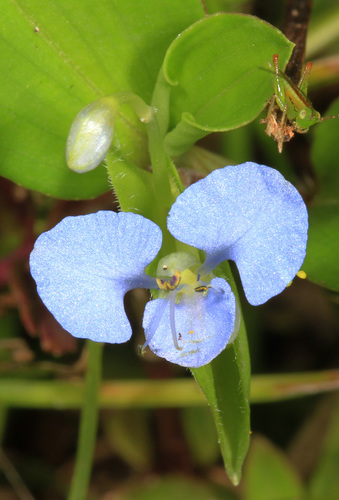 Common Scrambling Dayflower