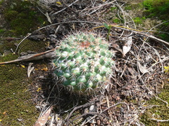 Mammillaria scrippsiana