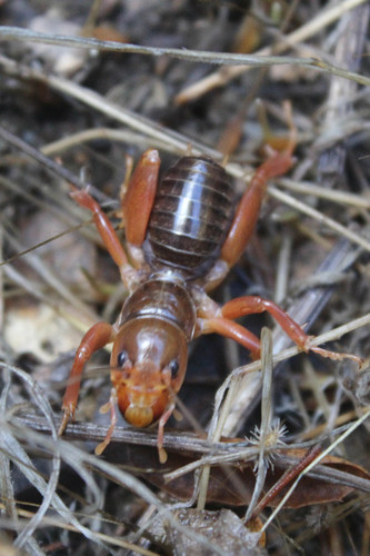North American Jerusalem Crickets