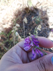 Vicia eriocarpa