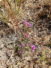 Vicia eriocarpa