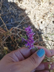 Vicia eriocarpa
