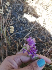 Vicia eriocarpa