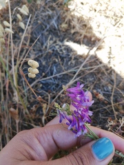 Vicia eriocarpa
