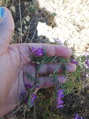 Vicia eriocarpa