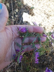 Vicia eriocarpa