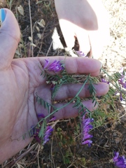 Vicia eriocarpa