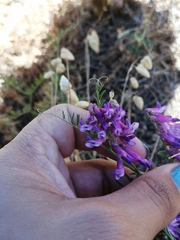Vicia eriocarpa