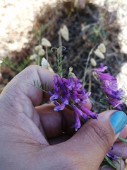 Vicia eriocarpa
