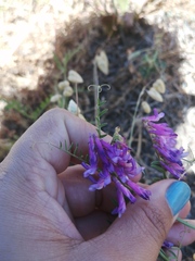 Vicia eriocarpa