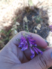 Vicia eriocarpa
