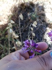 Vicia eriocarpa