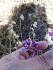 Vicia eriocarpa