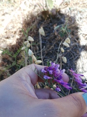 Vicia eriocarpa