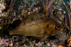 Japanese Black Seaperch photo 1
