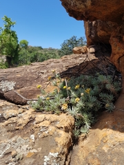 Helichrysum galpinii