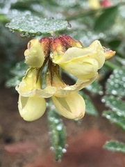 Acmispon grandiflorus grandiflorus