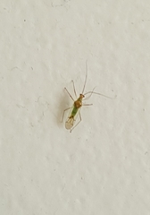 Felisacus elegantulus