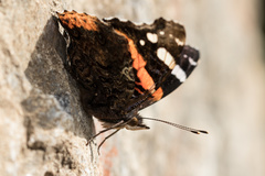 Vanessa atalanta