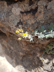 Senecio hederiformis