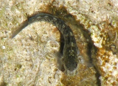 Istiblennius zebra