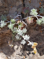 Senecio hederiformis