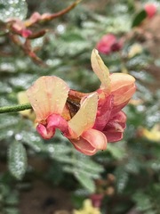 Acmispon grandiflorus grandiflorus