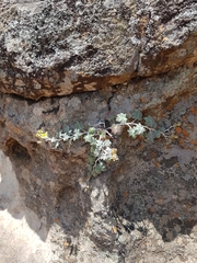 Senecio hederiformis