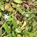 Lobelia irrigua